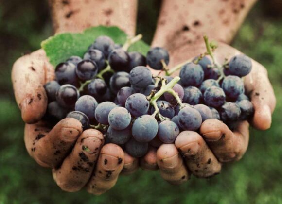 LA VENDEMMIA